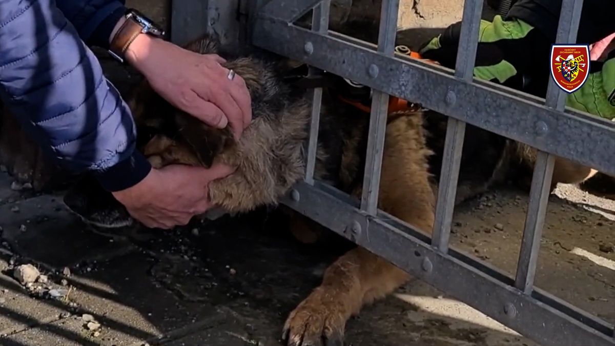Fenku německého ovčáka uvěznil v Ostravě plot, hasiči zveřejnili záchrannou akci